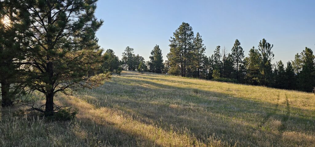 Sunlight streams through tall pine trees onto a grassy field, casting long shadows. The sky is clear and blue, adding to the peaceful feel—perfect for those seeking Montana ranches with a beautiful mix of sunlight and shade.