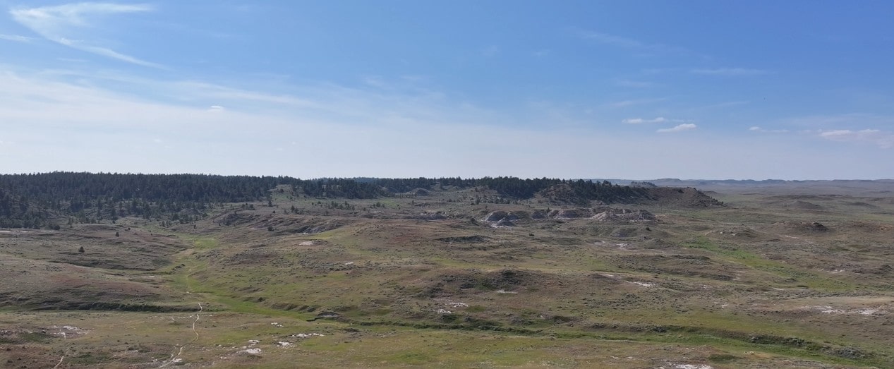 A vast, grassy plain with scattered shrubs and gentle hills stretches under a clear blue sky—an ideal setting for ranch homes or those seeking ranches for sale, bordered by a line of trees and sunlight casting light shadows across the landscape.