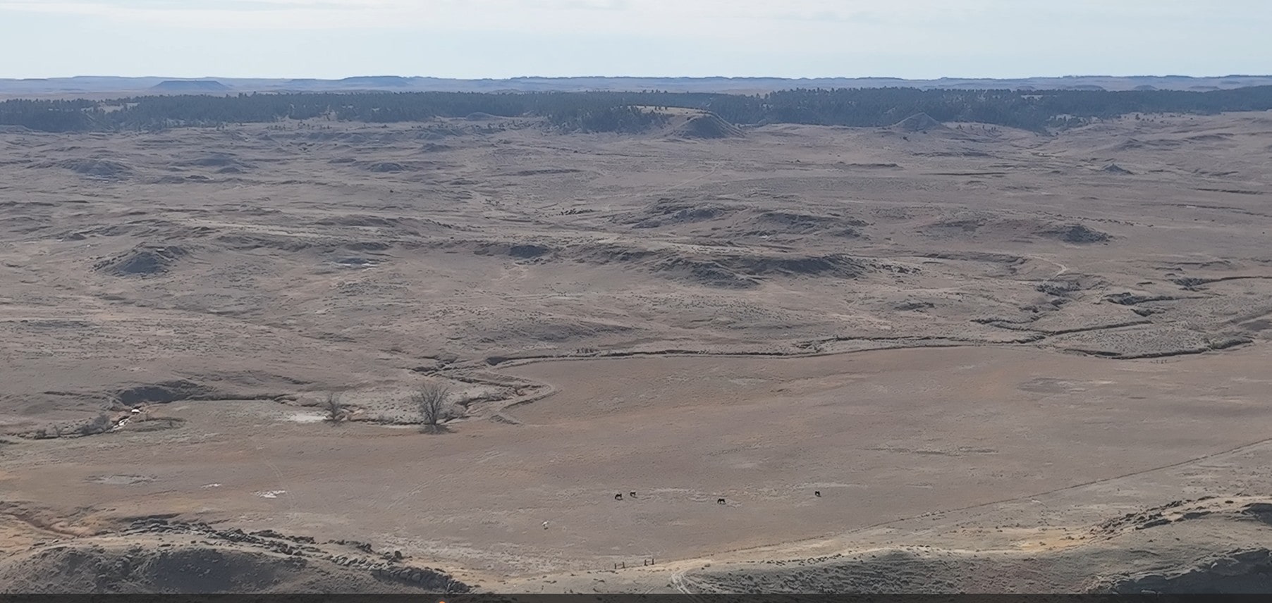 A wide view of a dry, open landscape with rolling hills and sparse vegetation evokes classic Montana ranches, with scattered trees under a pale sky. The arid scene stretches to the distant horizon, ideal for those seeking ranches for sale.