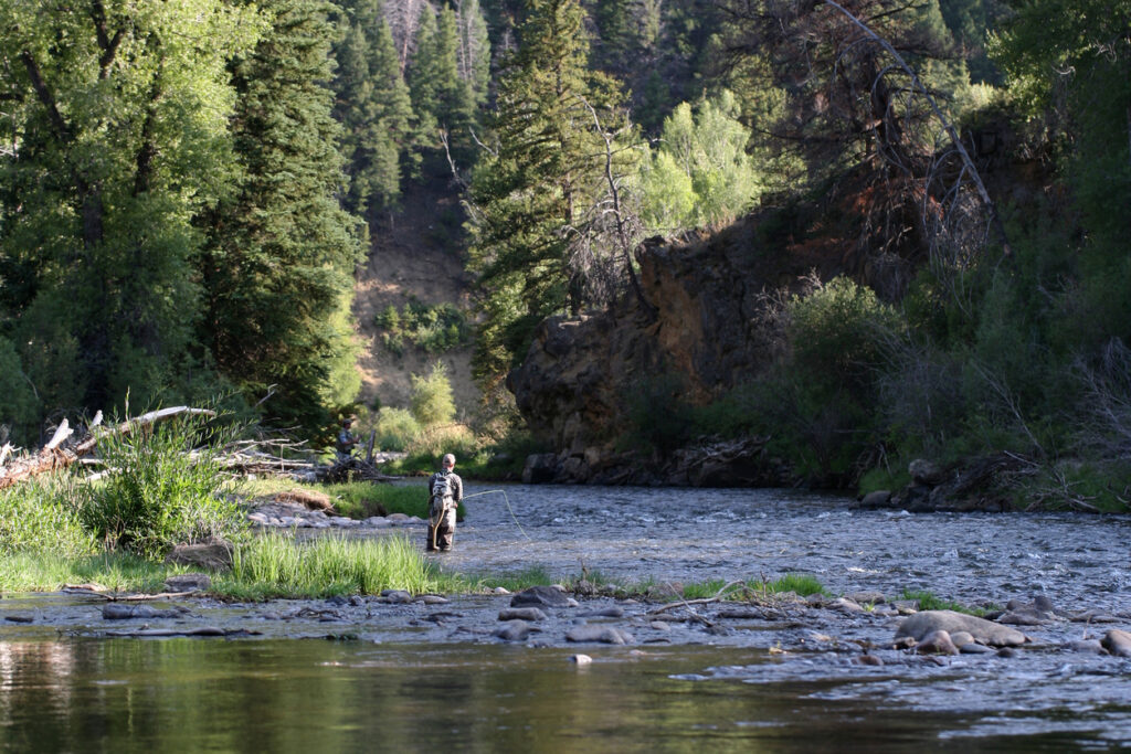 A person wearing waders stands fly fishing in a shallow, rocky river surrounded by lush green trees and forested hills—classic scenery near Montana ranches—on a sunny day.