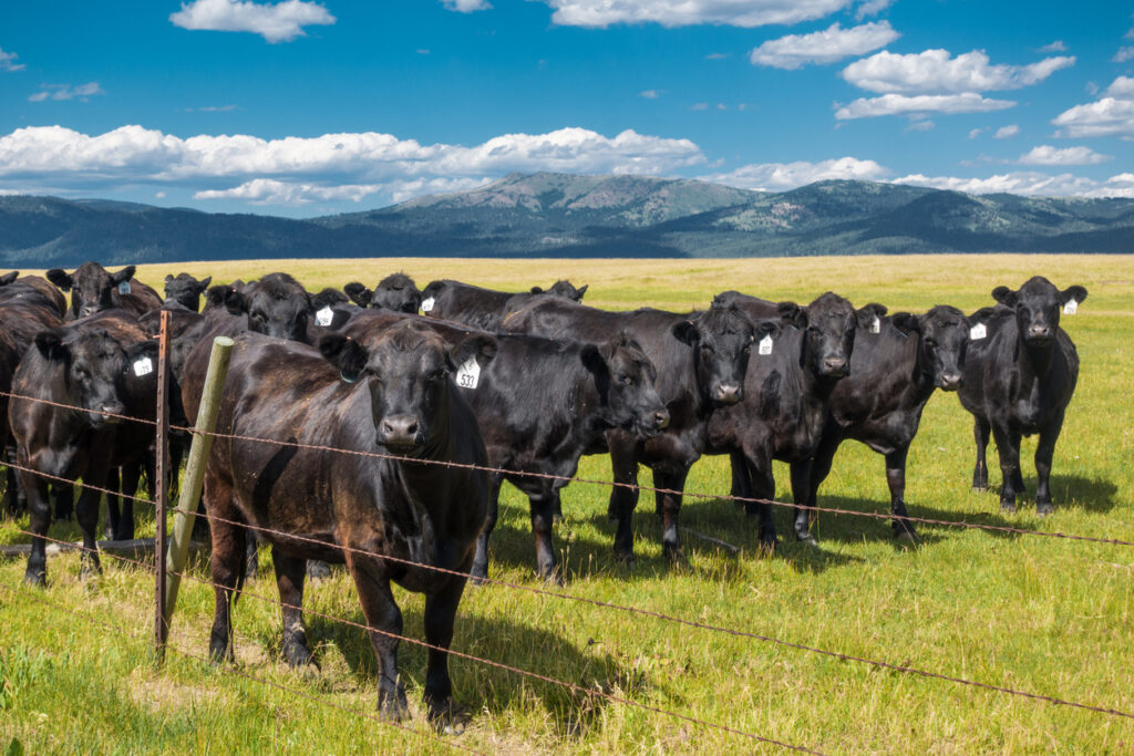 Where is the best place to own a ranch: Montana A group of black cows stands behind a wire fence on open hunting land in a green grassy field, with mountains and a blue sky with scattered clouds in the background. The landscape truly showing where is the best place to own a ranch.
