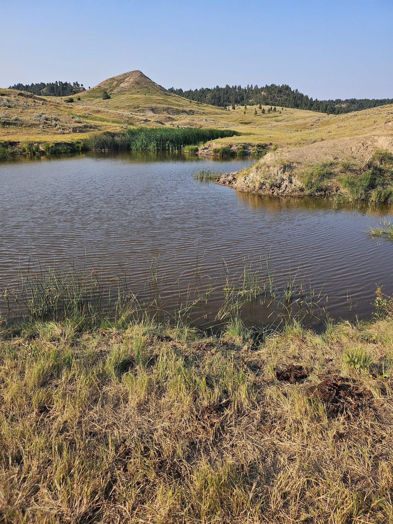 A small pond surrounded by grassy hills under a clear blue sky. Tall green reeds grow near the water’s edge, and a gently sloping hill rises in the background—perfect scenery for picturesque ranches for sale. The scene appears calm and natural.