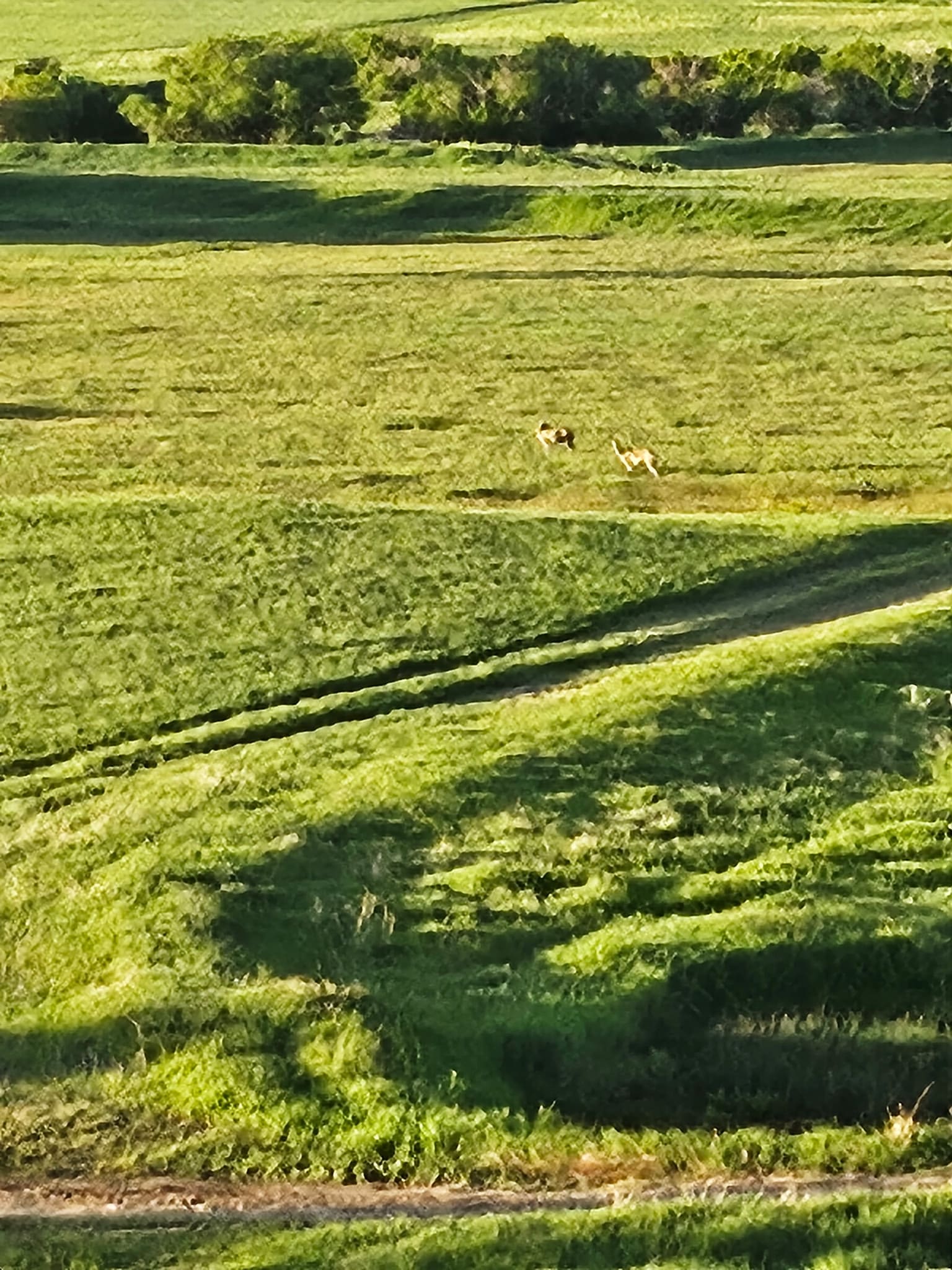 Two deer stand in the middle of a sunlit, grassy field on one of the picturesque Montana ranches, surrounded by rolling green hills and distant trees under a clear sky.