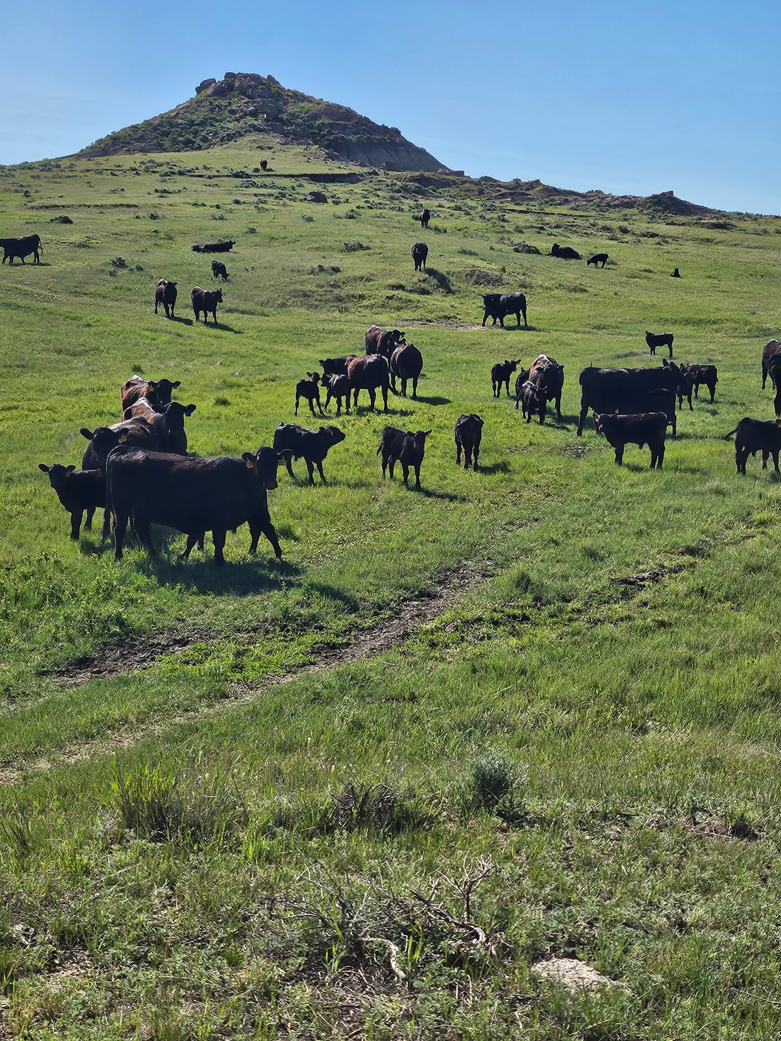 A herd of black cattle graze on a green grassy hillside under a clear blue sky, with a rocky hilltop and nearby ranch homes visible in the background.