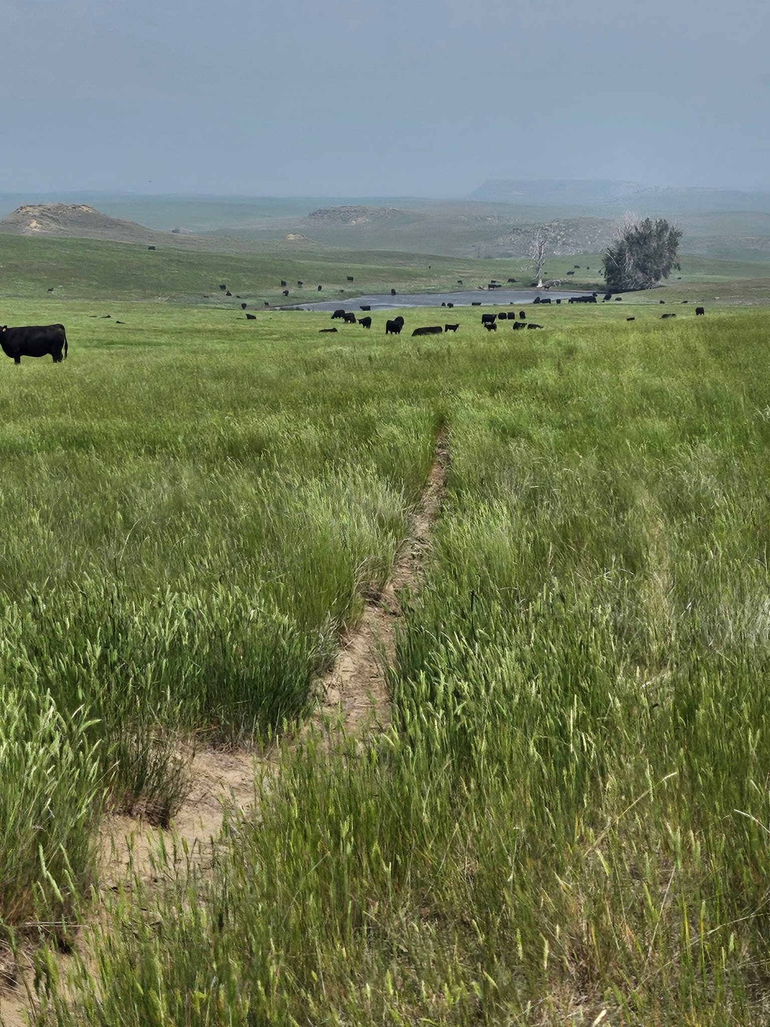 A narrow dirt trail winds through tall green grass toward a distant group of grazing black cattle, with a pond and scattered trees visible under a hazy sky—an inviting scene typical of Montana ranches.