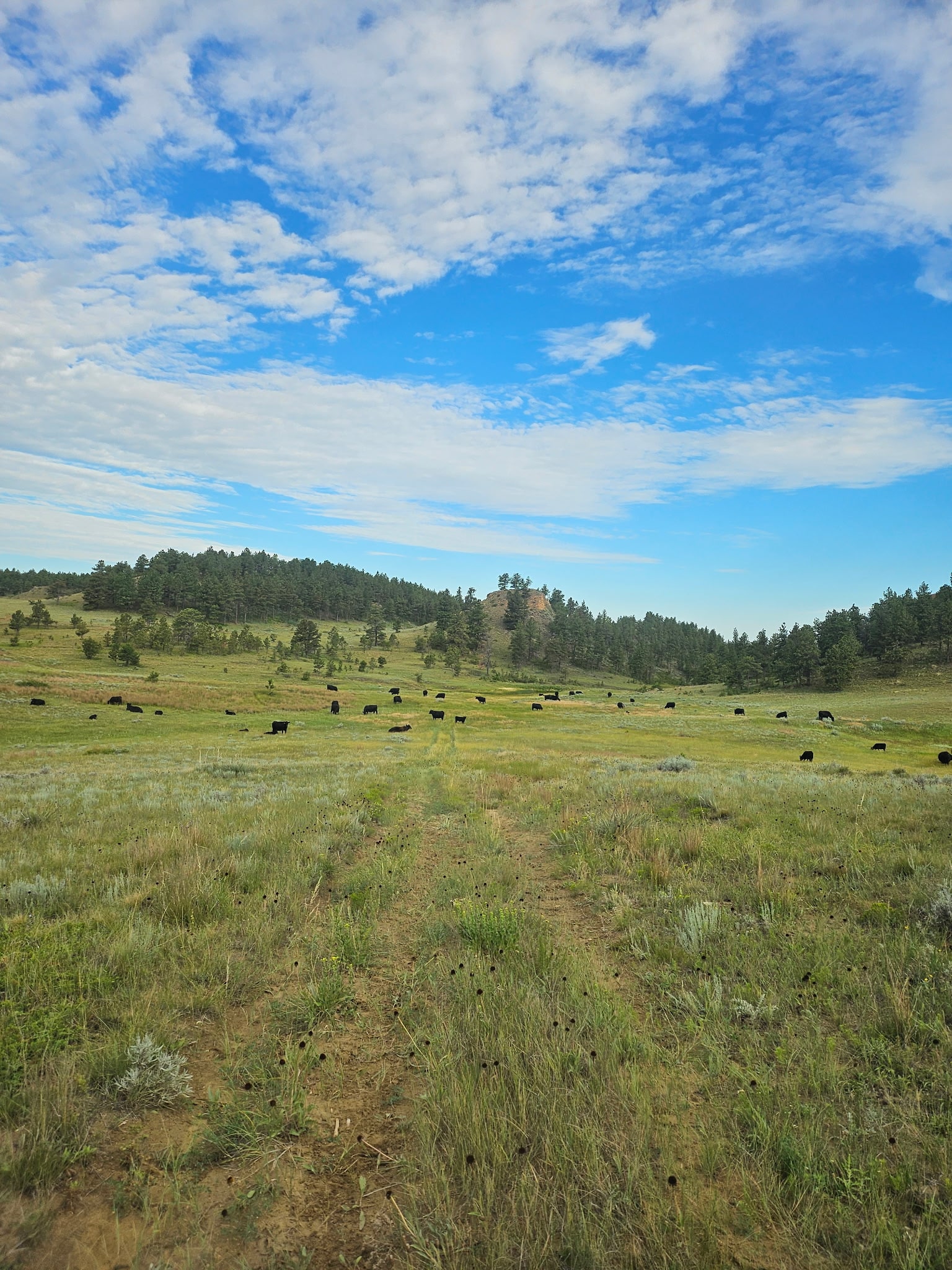 A grassy field stretches into the distance under a blue sky with scattered clouds, dotted with black cows grazing—a classic scene often found on Montana ranches, bordered by a line of trees on gently rolling hills.