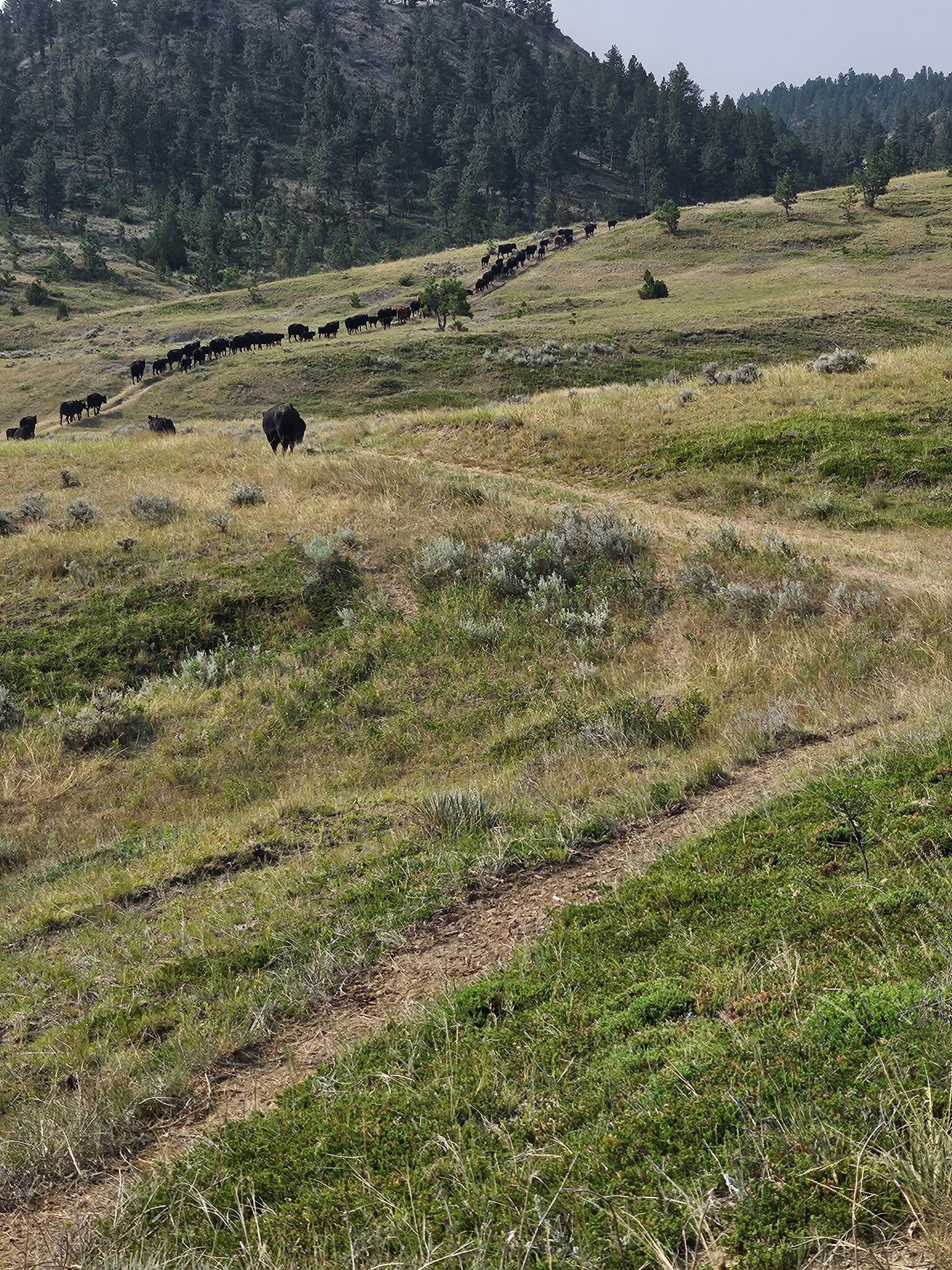 A long line of cattle walks along a winding dirt trail through grassy hills and sparse shrubs, passing through prime hunting land with ranch homes nestled nearby, framed by a forested hillside under an overcast sky.
