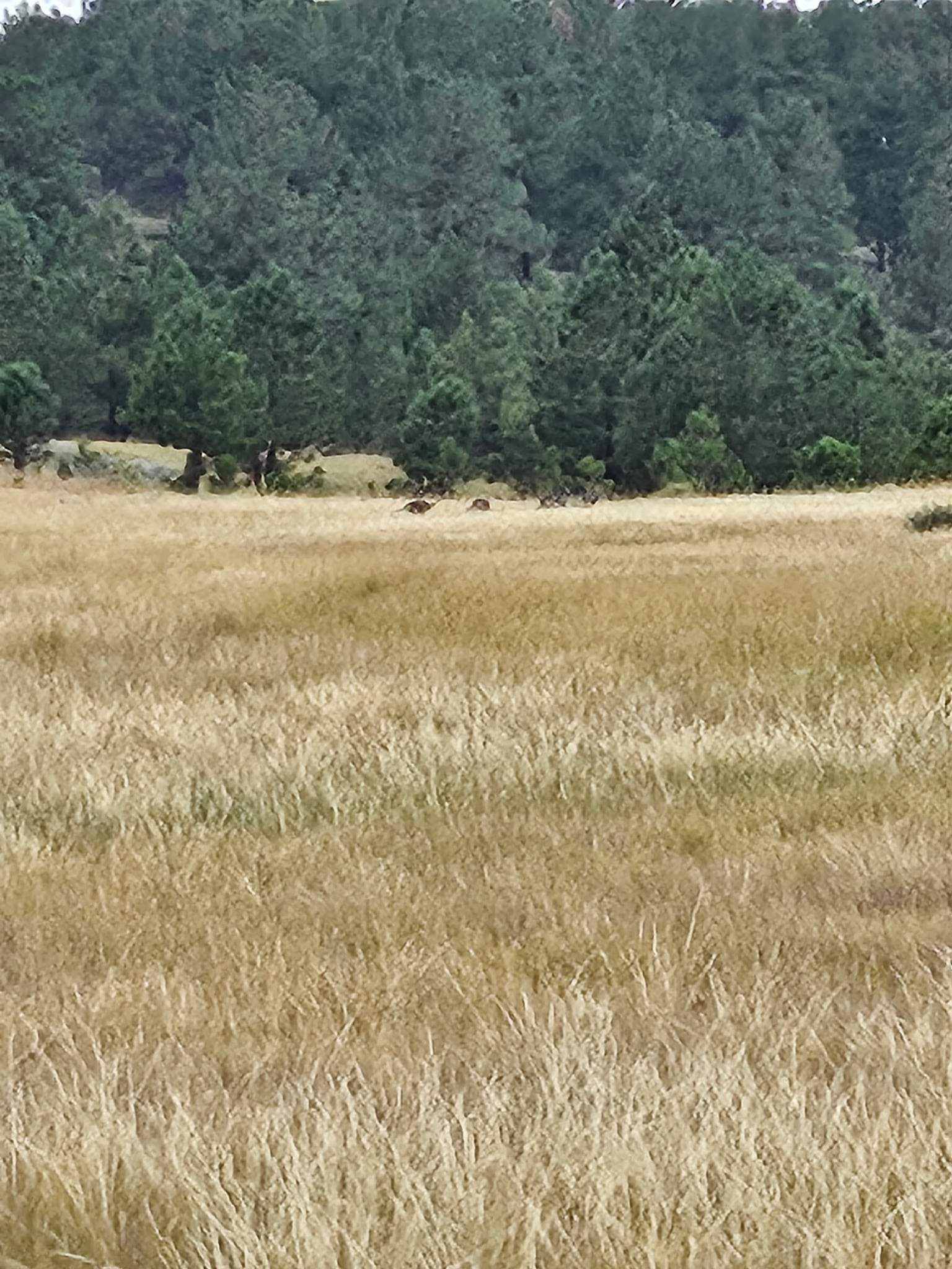 A grassy field with tall, yellow-brown grass in the foreground and a dense line of evergreen trees in the background under cloudy conditions, typical of scenic Montana ranches.