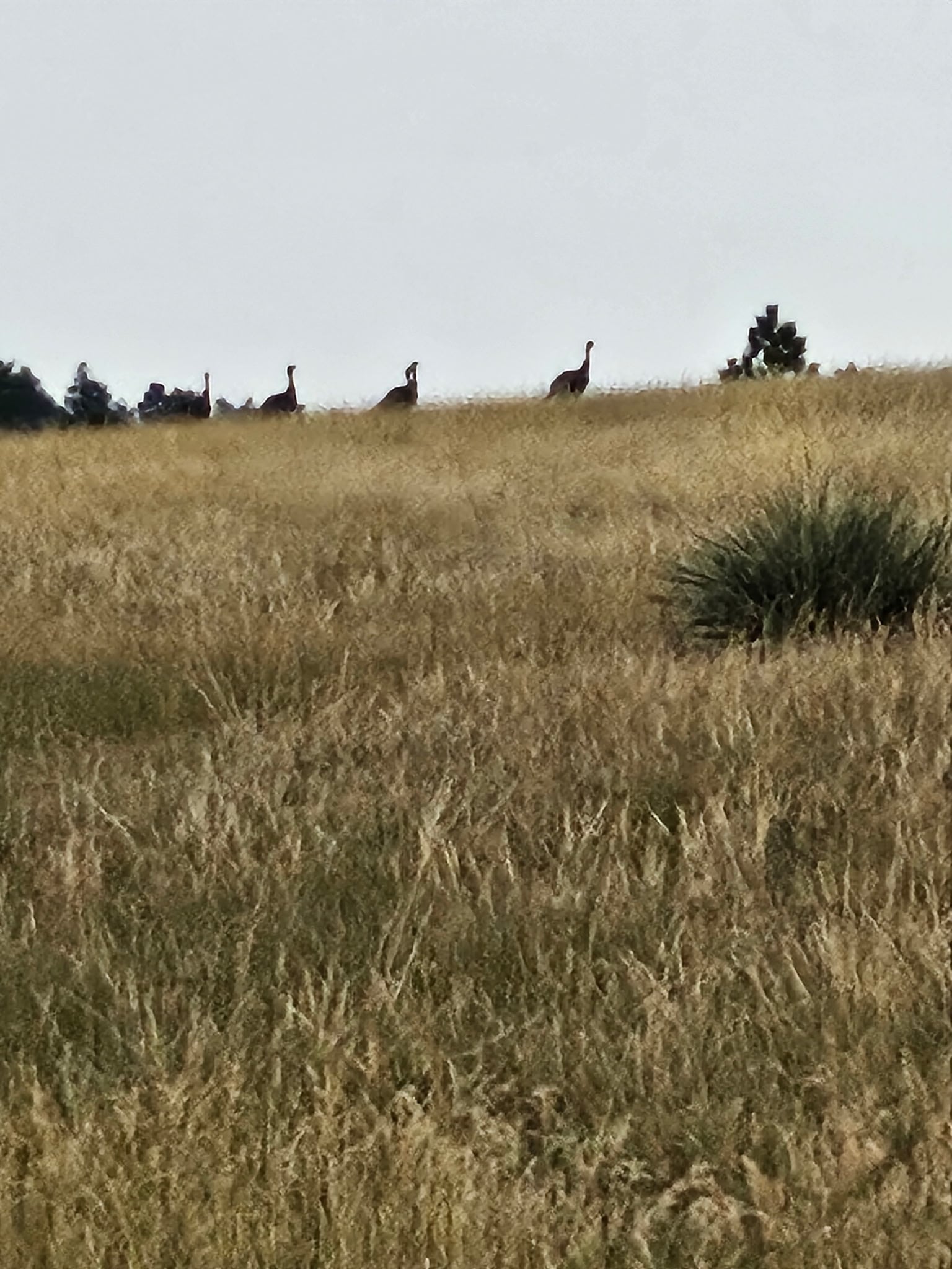 Five giraffes stand in a row on the horizon of a grassy plain under a cloudy sky, with tall, dry grass in the foreground and a single shrub on the right—reminiscent of wide-open Montana ranches for sale.