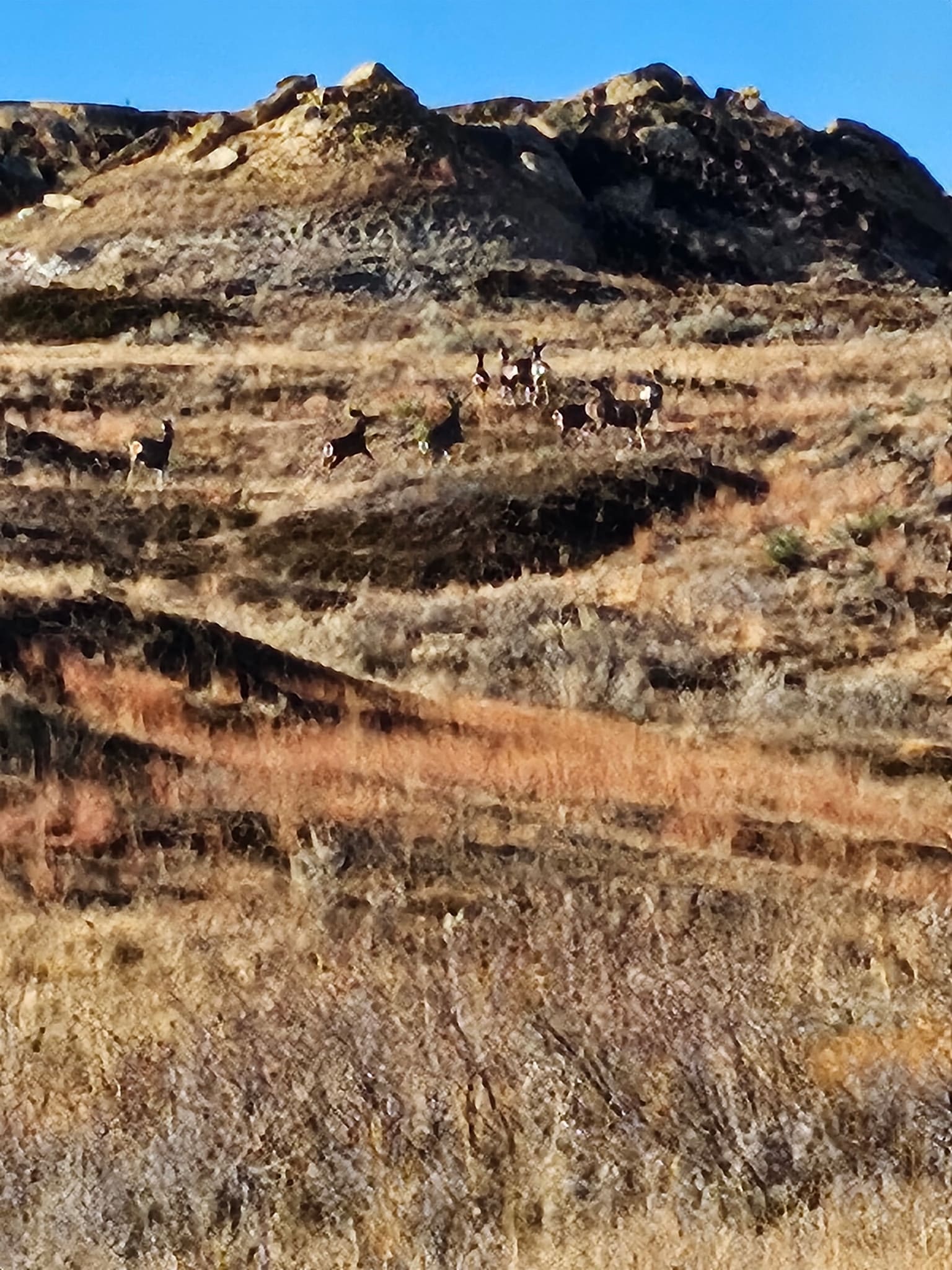 A herd of deer stands on a rugged, grassy hillside beneath rocky formations and a clear blue sky, perfectly camouflaged against the Montana ranches landscape, where the dry grass and terrain blend with their brown coloring.