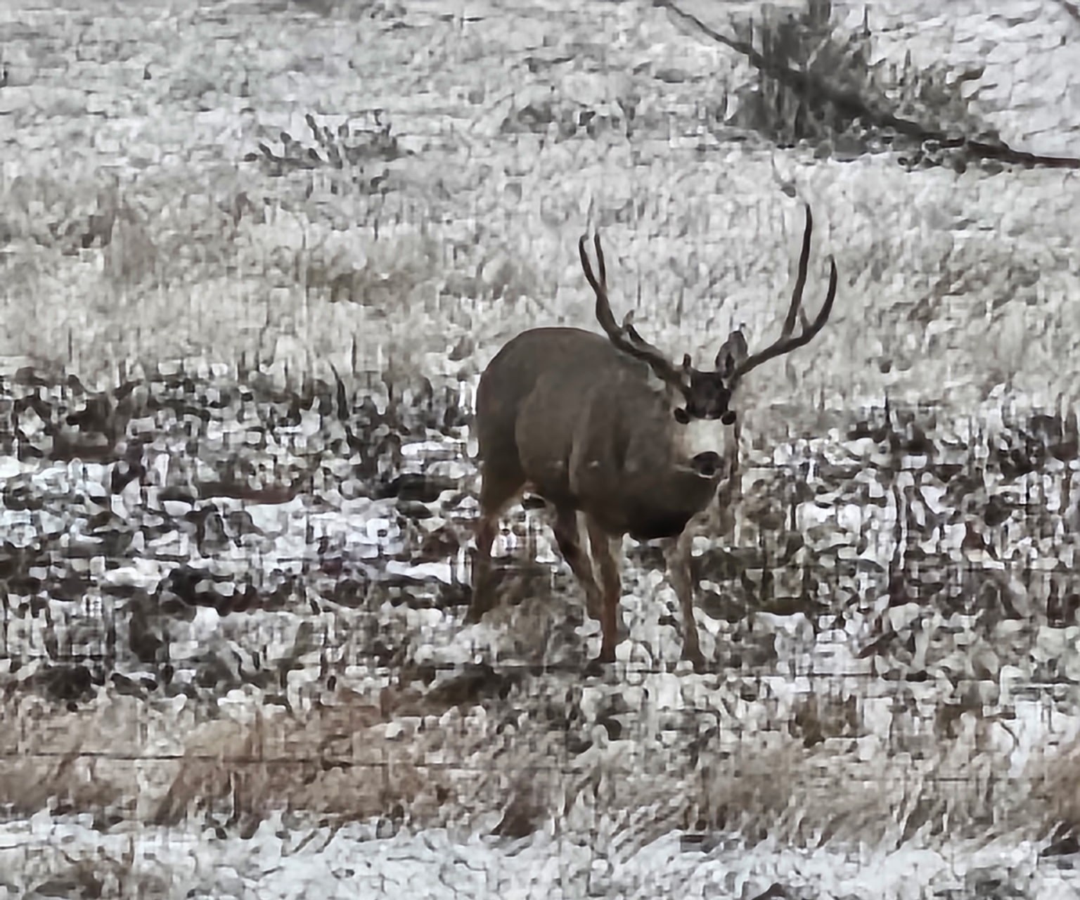 A mule deer with large antlers stands in a snowy field dotted with dry grass, typical of hunting land, gazing directly at the camera amid the quiet landscape.