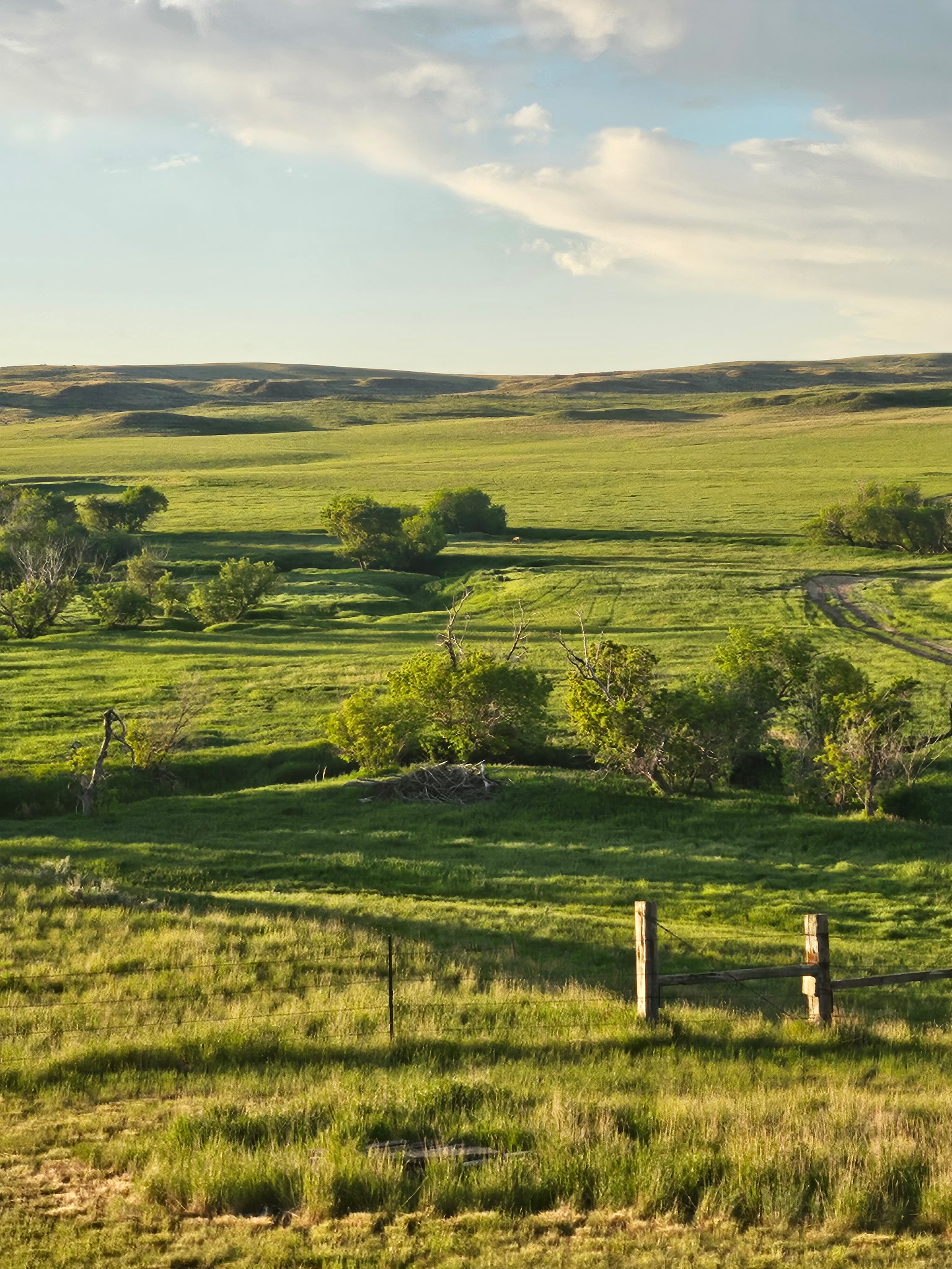 A sunny landscape of rolling green hills and open fields, dotted with small clusters of trees and a wooden fence in the foreground, under a blue sky with scattered clouds—perfect for those seeking ranches for sale or peaceful hunting land.