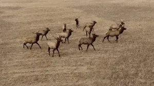 A group of elk with large antlers roam leisurely across a dry, grassy field on open Montana ranches, some alert while others wander quietly through the bare landscape.