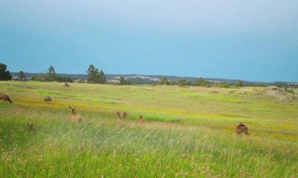 Deer graze and rest in a lush green meadow with wildflowers, surrounded by rolling hills and scattered trees—classic scenery often found near Montana ranches for sale under a clear blue sky.