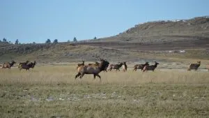 A herd of elk run across a grassy plain on scenic Montana ranches, with hills and sparse trees in the background under a clear blue sky.