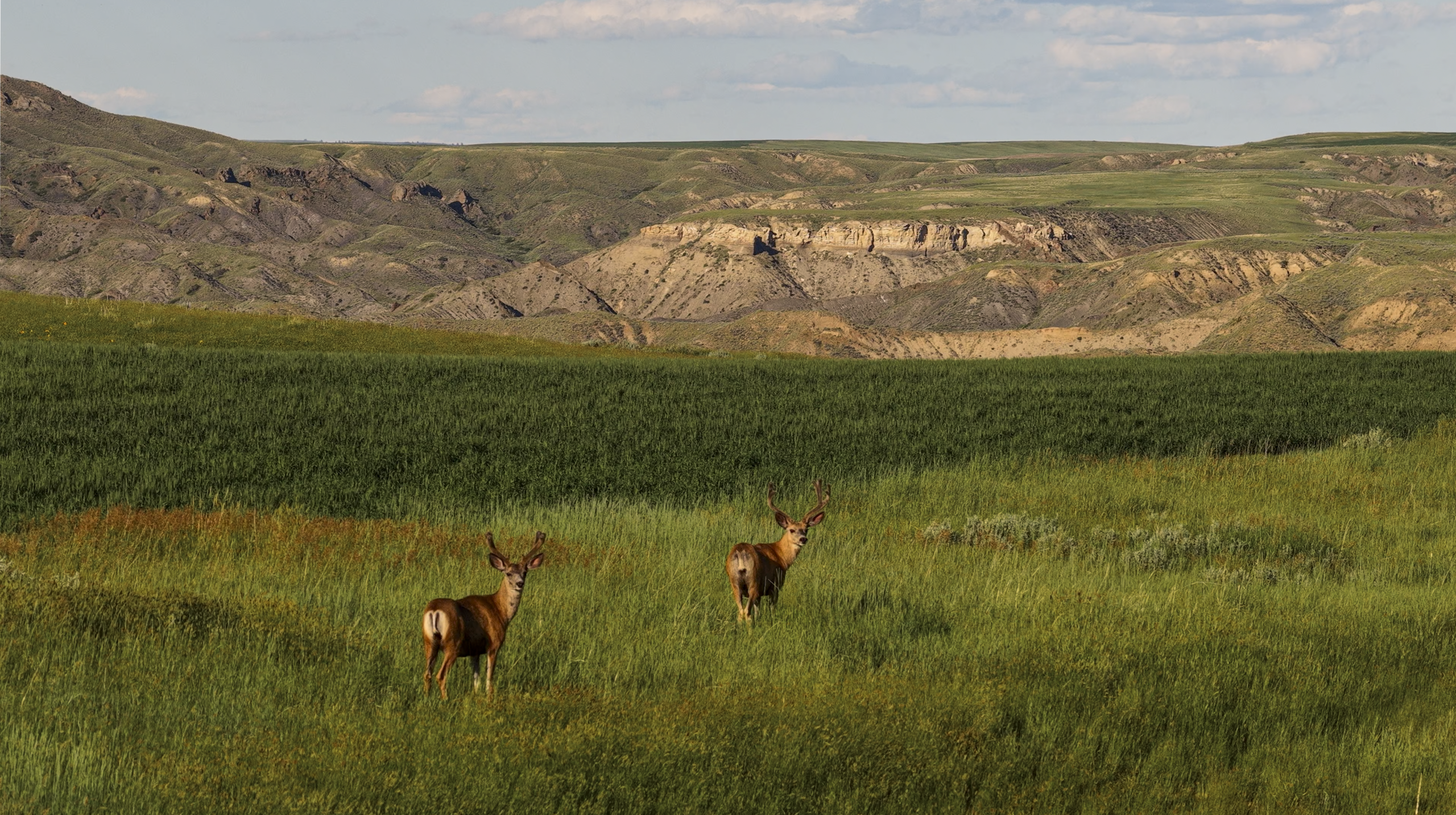 Two deer stand in a lush green field with rolling hills and layered rock formations in the background under a partly cloudy sky.