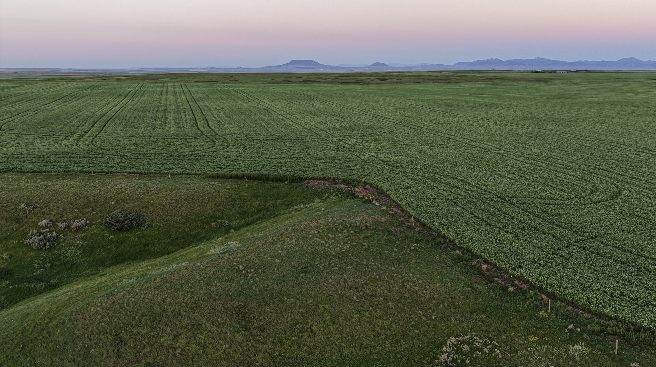 A vast green field with tire tracks, bordered by a grassy hill in the foreground. Mountains are visible on the horizon under a soft, pastel sky.