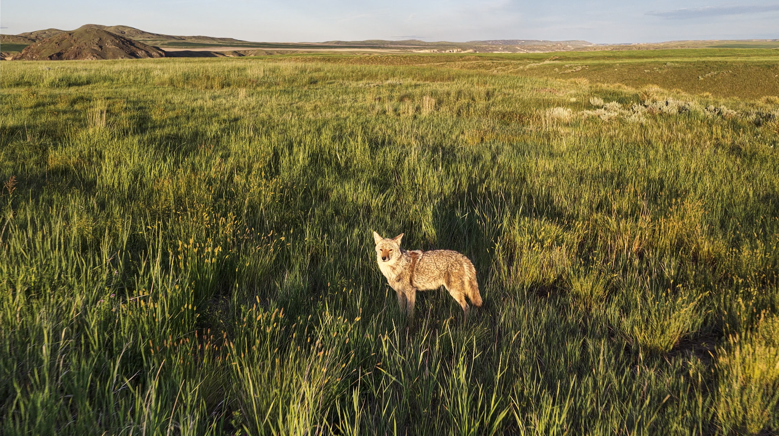 A lone coyote stands in a grassy field with distant hills under a blue sky, sunlight casting shadows on the landscape.