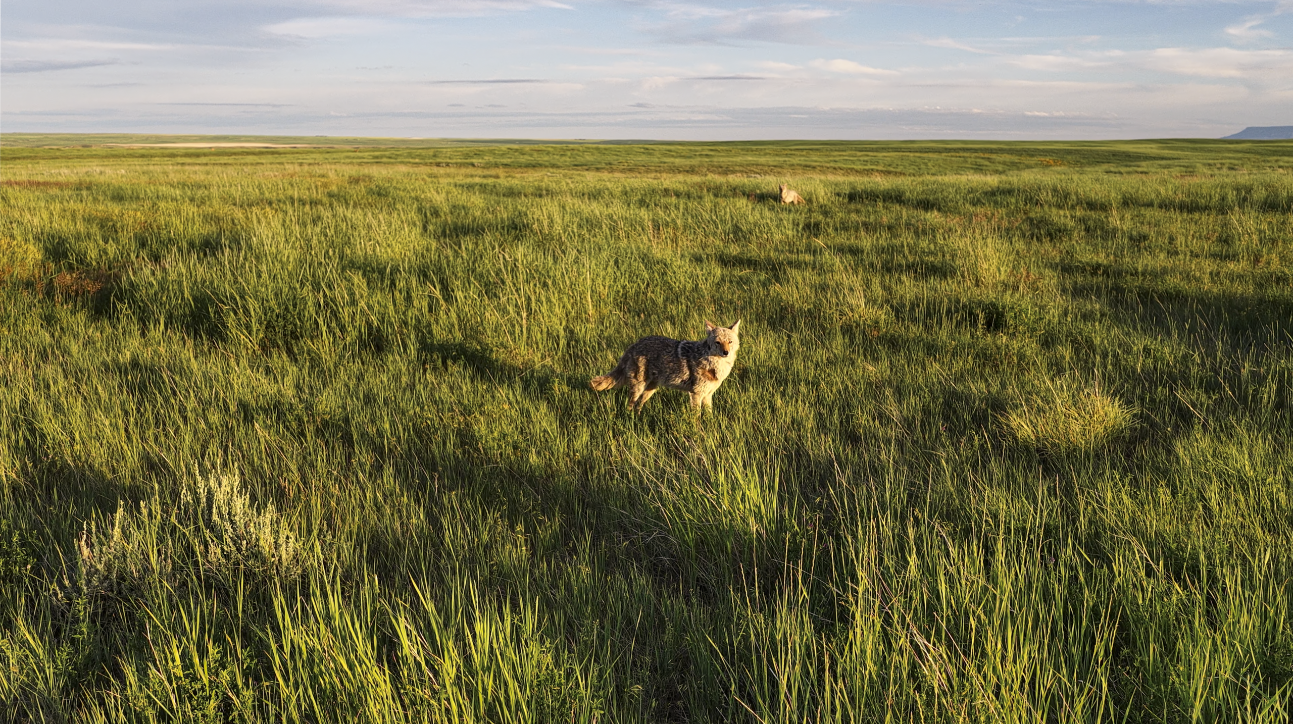 A coyote stands in tall green grass in a wide open field under a blue sky, with another animal barely visible further back in the grass.