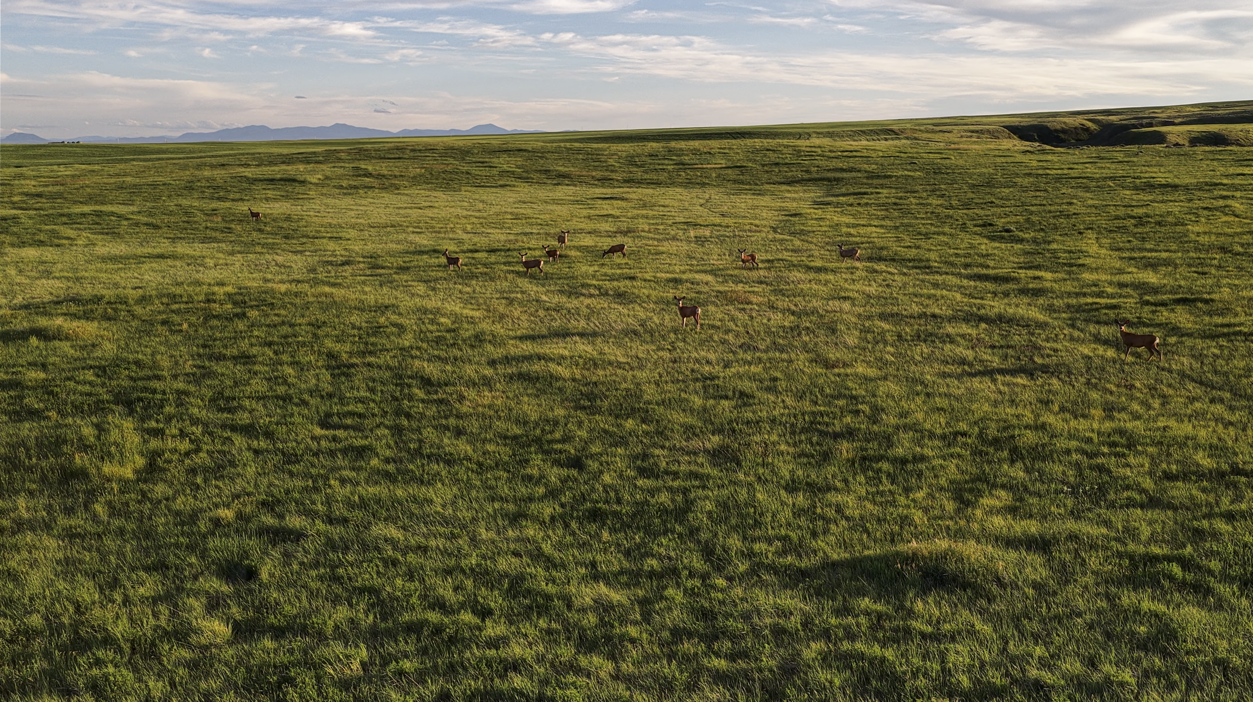 A herd of deer grazes on a vast, sunlit green field under a blue sky with scattered clouds. Distant hills appear on the horizon.